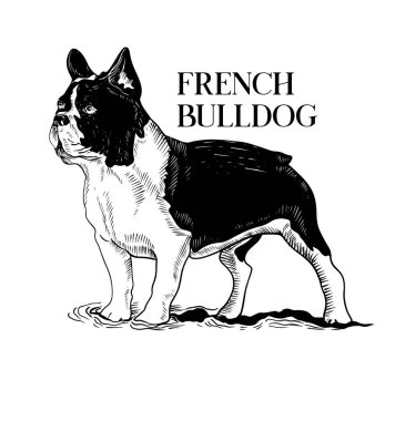 El çizimi Fransız bulldog 'u. Vektör çizimi. Siyah beyaz skeç stili. Tişört izi, tişört izi tasarımı.