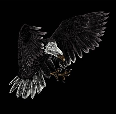 white and black eagle bird isolated on dark background, hand drawn illustration