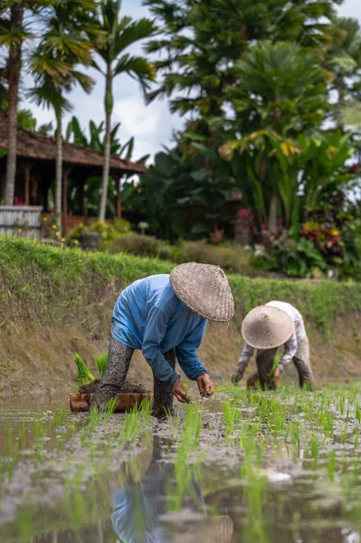 Bali Indonesia July 2022 Farmers Planting Rice Rice Field Ubud — Foto de Stock
