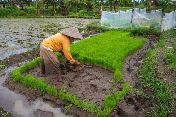 Bali Indonesia July 2022 Woman Preparing Rice Seedlings Transplanting Ubud — Foto de Stock
