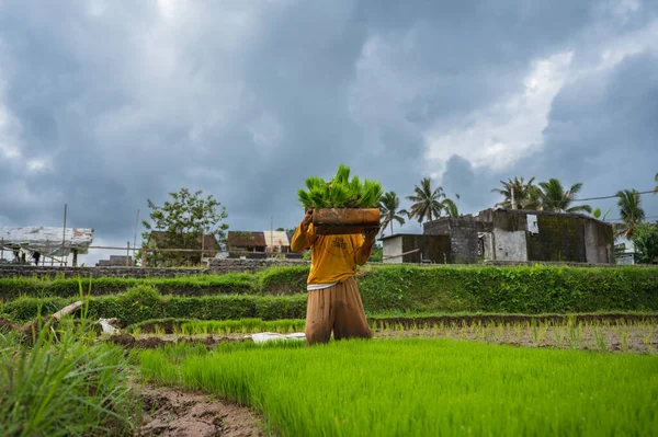 Bali Indonesia July 2022 Woman Carrying Tray Rice Seedlings Rice — Foto de Stock