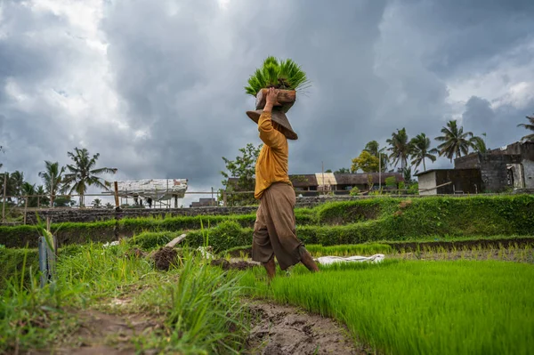 Bali Indonesia July 2022 Woman Carrying Tray Rice Seedlings Her — Foto de Stock