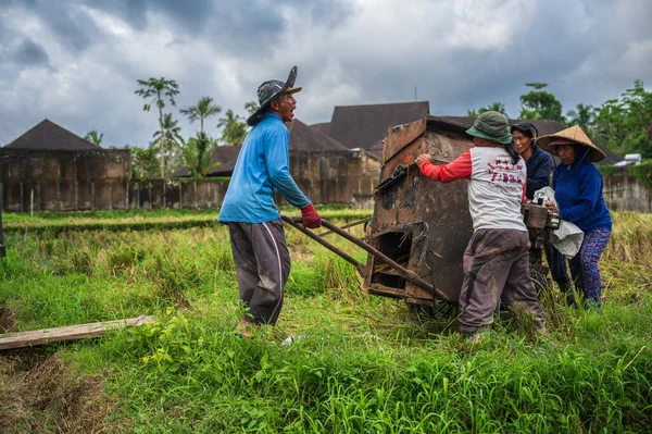 Bali Indonesia July 2022 Woman Carrying Tray Rice Seedlings Rice — Foto de Stock