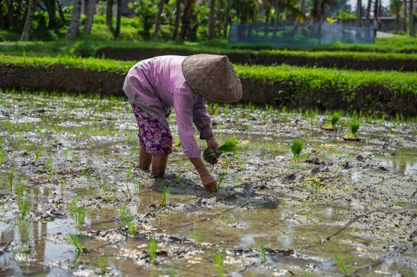 Bali Indonesia July 2022 Women Planting Rice Rice Field Ubud — Foto de Stock