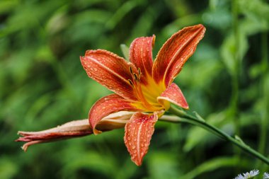 Bahçedeki çiçekli su damlaları