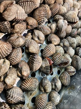 Piyasada taze midyeler var. Çiğ ve soyulmamış kan midyeleri.. 