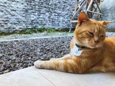 Kedi çimento taşı tabanındaki terasta dinleniyor.