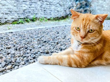 Kedi çimento taşı tabanındaki terasta dinleniyor.