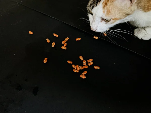 Pisica Mananca Catfood Fundal Negru — Fotografie, imagine de stoc