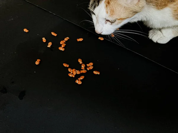 Cat Eating Catfood Black Background — Fotografie, imagine de stoc