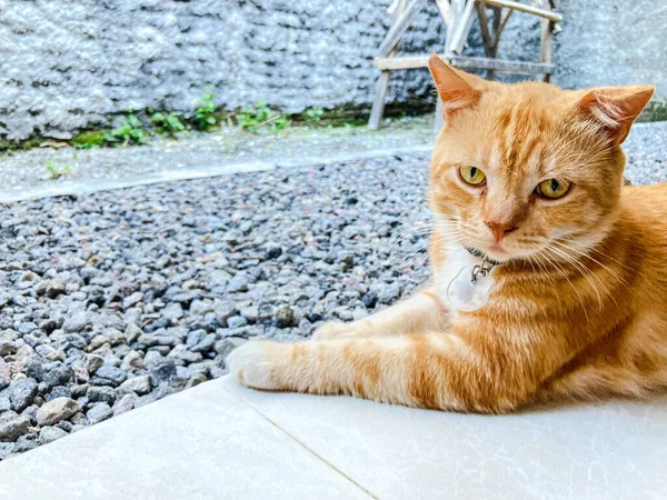 Cat Relaxing Terrace House Cement Stone Base — ストック写真