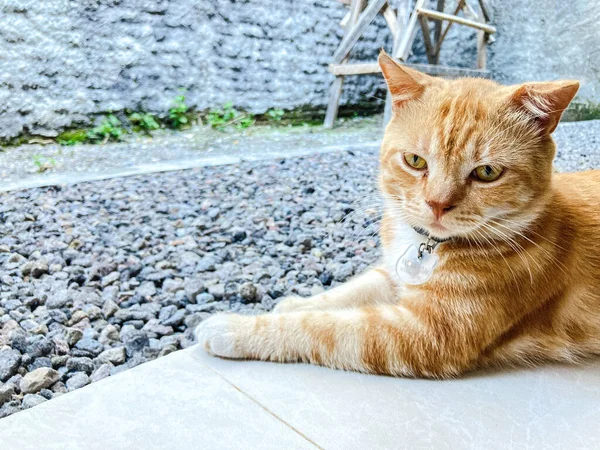 Cat Relaxing Terrace House Cement Stone Base — ストック写真