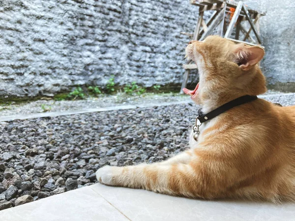 Cat Yawning Terrace House Cement Stone — ストック写真