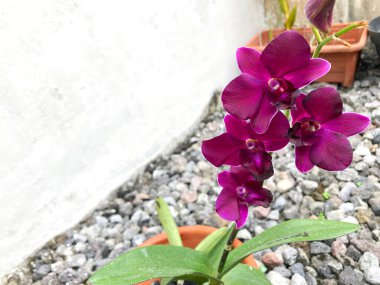 Bahçede çiçek açan güzel mor Dendrobium yaprakları. Dendrobium panama kırmızı çiçek, seçici odak