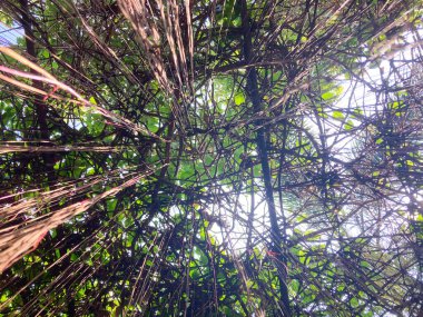 Güneş ışığı sonbaharda yeşil, sarı yapraklar ve sallanan köklerden geçer..