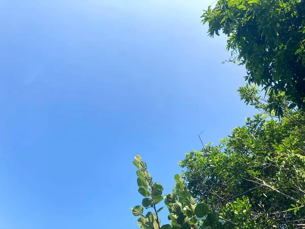 Grüner Baum Auf Blauem Himmel Hintergrund — Stockfoto