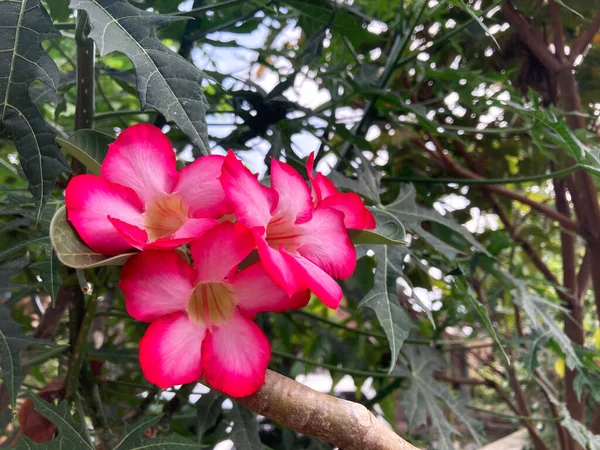 Schöne Blütenblätter Von Adenium Obesum Blume Nahaufnahme Sot Mit Selektivem — Stockfoto