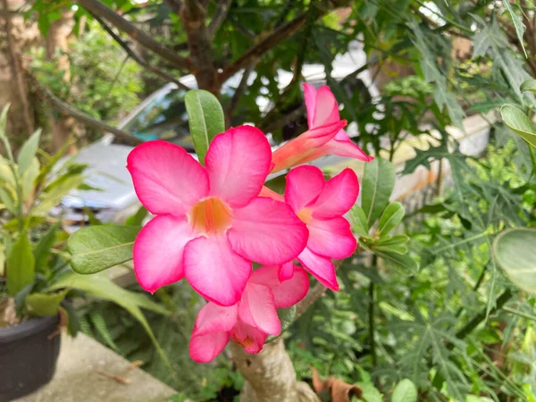 Beautiful Petals Adenium Obesum Flower Close Sot Selective Focus Bunga — 스톡 사진