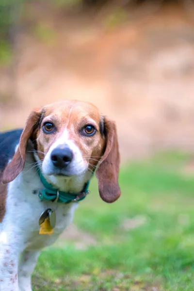 Closeup Portrait Bagel Hound Dog — Stock Photo, Image