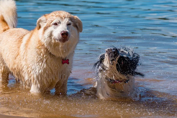 Spaniel和Husky在水里 — 图库照片
