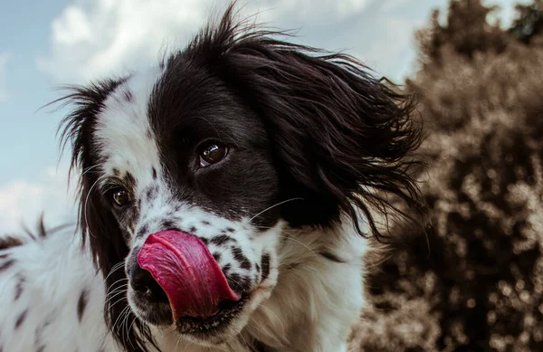 Spaniel Licking Her Lips Receiving Treat — Stock Photo, Image