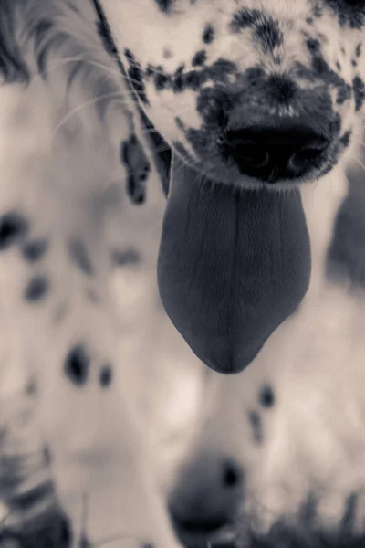 Spaniel Tongue Cooling Her — Stockfoto