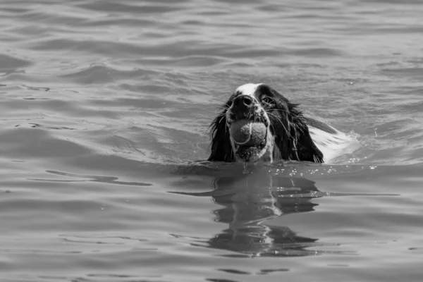Spaniel Ball Mouth While Swimming — Stock Photo, Image