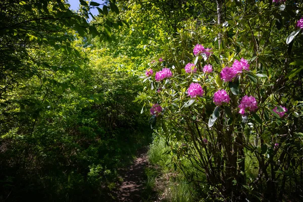 Růžové Rododendrony Cesty Mezi Horami Mořem Poblíž Gravey — Stock fotografie