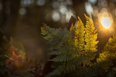 Bu eğreltiotu üzerinde Craggy Gardens, NC yakınlarındaki Dağlar-Denize patikasında tökezledi. Aşağı indim ve arka planda gün batımını gördüm. Eğreltiotunun küçük tırtıklı yapraklarından gelen küçük güneş ışığı paketlerini yakalamayı beklemiyordum.!