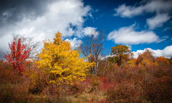 Podzimní Stromy Vyčnívající Hřbitovech — Stock fotografie
