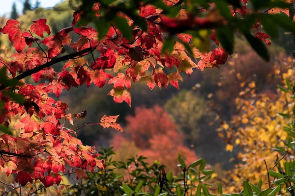 Podzimní Listí Jak Vidět Hřbitovních Polí — Stock fotografie