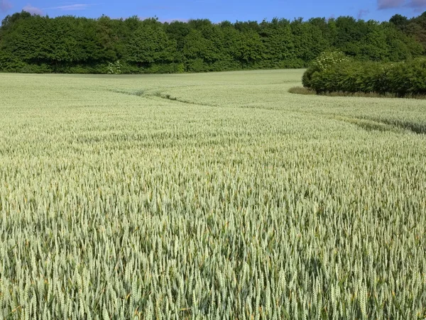 Groene Wintergerstveld — Stockfoto