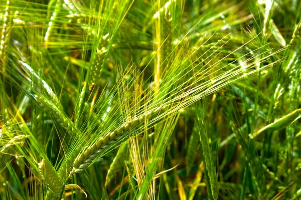 Tarladaki arpa olgunlaşmak üzere.