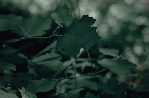 Portrait Feuilles Dans Forêt — Photo