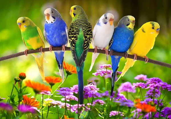 Digital six parrot and natural color flower beautiful painting