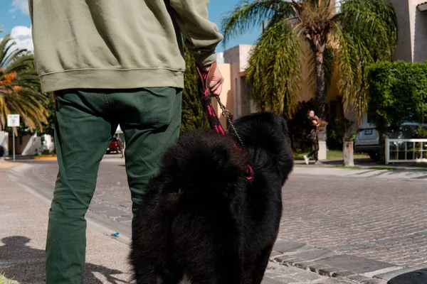 Casual Wandeling Buurt Van Een Zwarte Hond Naast Zijn Eigenaar — Stockfoto