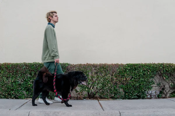 Blond Man Green Sweater Walking His Large Black Dog Neighborhood 图库图片