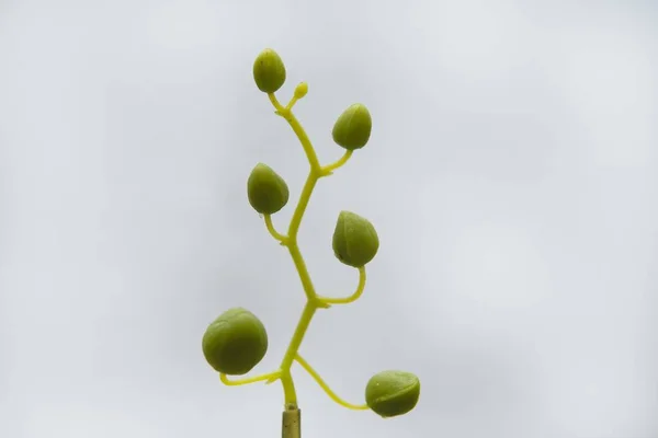 Flower Stalk Bloom Branch Closed Buds Stem Flowers White Isolated — Stock Photo, Image