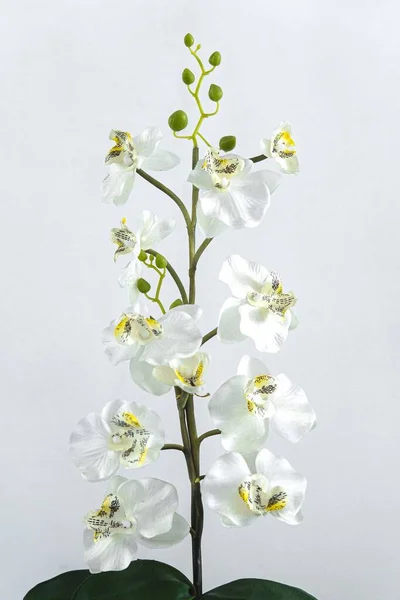 Branch of white flowers on a white background. Close-up detail of white flowers. Orchids or white daisies. Floral ornament. Natural branch of flowers. Blooming silvers.