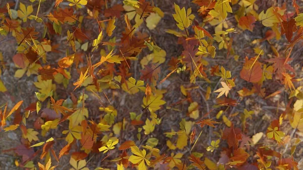 Rendering Wallpaper Template Presentation Many Autumn Leaves Falling Floor Autumn — Stock fotografie