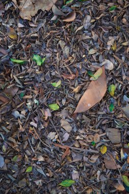 Ağaçtan düşen yaprakların arka planı. Farklı boyutlarda ve şekillerde. Yerde oluşturdukları kompozisyonun ayrıntıları.