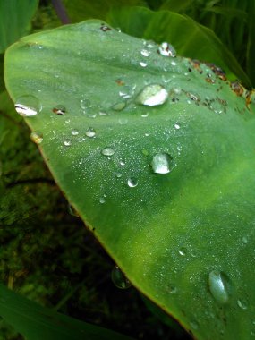 Arkaplan, yaratıcı tasarımlarınız, sunumunuz, afişiniz, kapağınız, web siteniz, broşürünüz, kartınız, posteriniz, duvar kağıdınız, dokunuz, slaytınız, derginiz ve Powerpoint için kullanılabilir..