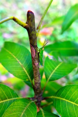 Çekirge, siyah lekeli yeşil gövdeli, mavi bacaklı, bir bitki yok edicidir. Mango dalına tutunarak