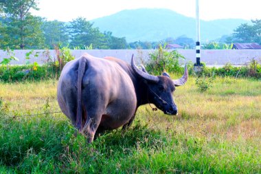 Memeli hayvan, çim tarlasında Tayland bufalosu, Tayland 'da akşam ışığı olan yetişkin bufalo.