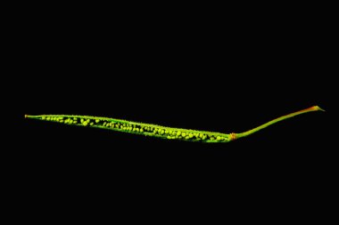 Cleome Viscosa 'nın meyvesi ve tohumu, Asyalı örümcek çiçeği veya koyu arkaplanda kene otu.