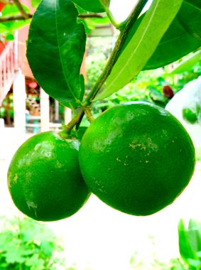 Limon meyvesi (Citrus Aurantiifolia)