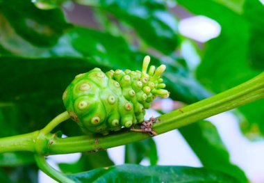 Yakın plan Noni (Great Morinda, Beach dudu, Morinda citrifolia L.) ağaçta. Noni meyveli tıbbi bitki. Meyve çoklu bir meyve..