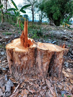 Yeşil ormandaki bir ağaç kütüğüyle ormanların yok edilmesi kavramı. Tahta doku. Eski orman..