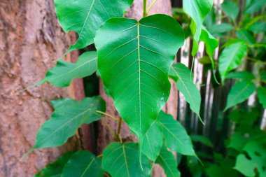 Kutsal İncir Ağacı 'nın sade yeşil yaprağı ayrıca Pipal Ağacı, Bohhi Ağacı, Bo Ağacı, Ficus Dinoza L. olarak da adlandırılır. Yaprak Zirvesi temkinli.