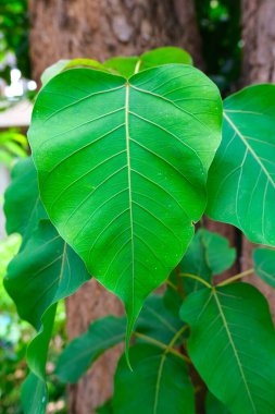 Kutsal İncir Ağacı 'nın sade yeşil yaprağı ayrıca Pipal Ağacı, Bohhi Ağacı, Bo Ağacı, Ficus Dinoza L. olarak da adlandırılır. Yaprak Zirvesi temkinli.